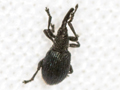 Ceratapion onopordi